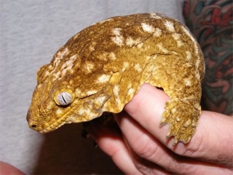 caledonian-giant-gecko-4-500.jpg